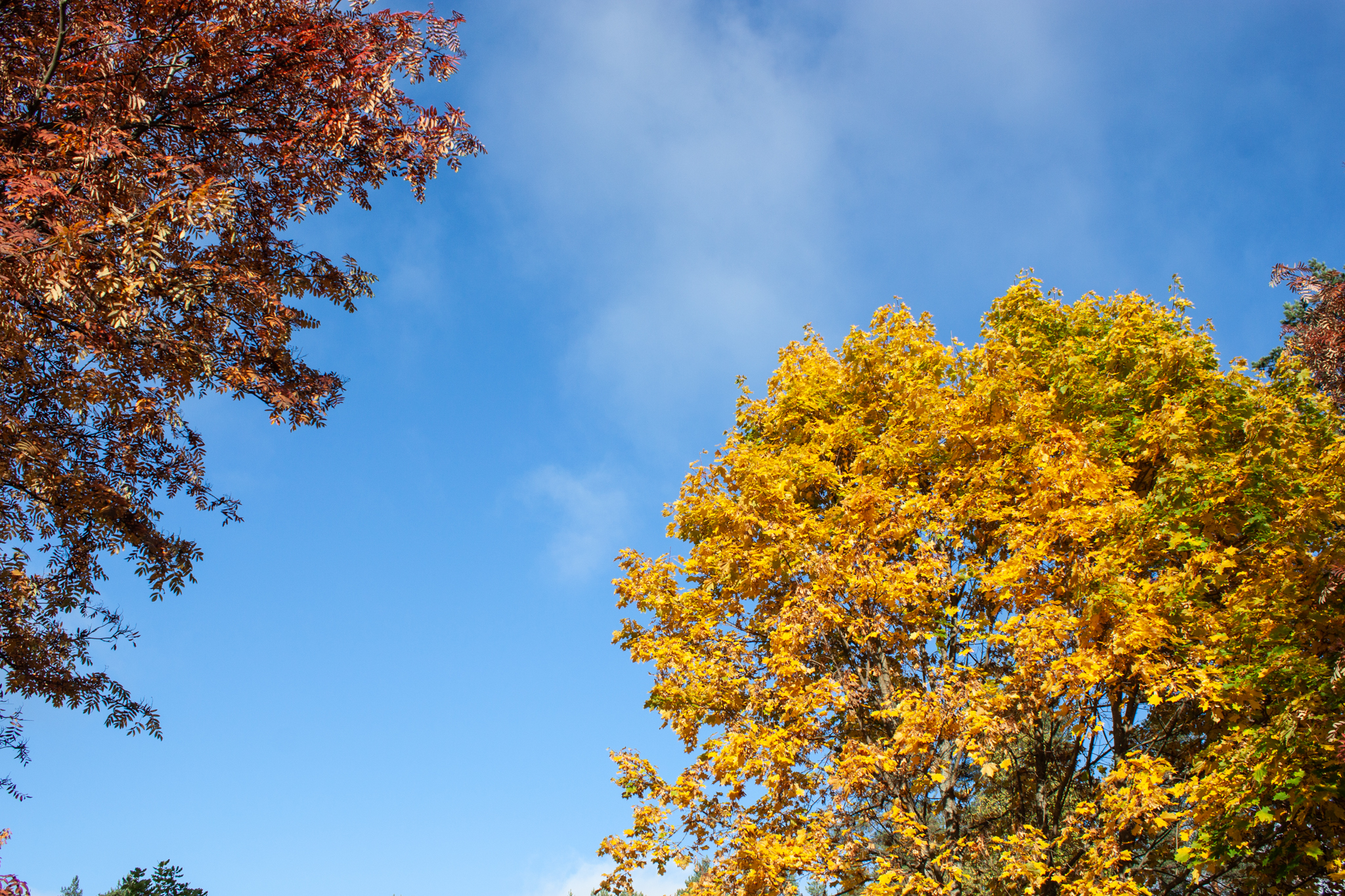 Puiden latvuksia sinistä taivasta vasten.