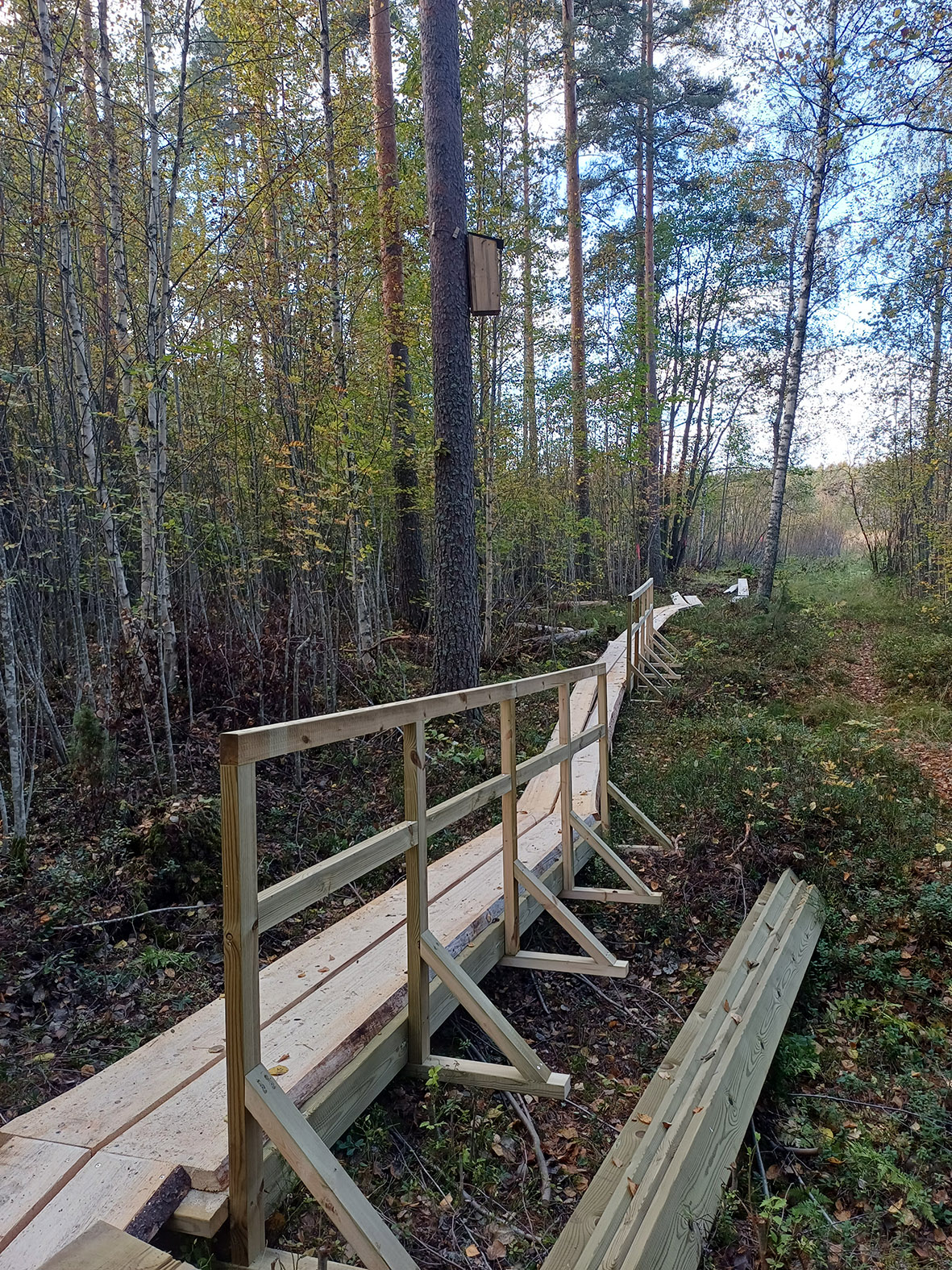 Lankuista tehtyä pitkospuureittiä metsän keskellä. 