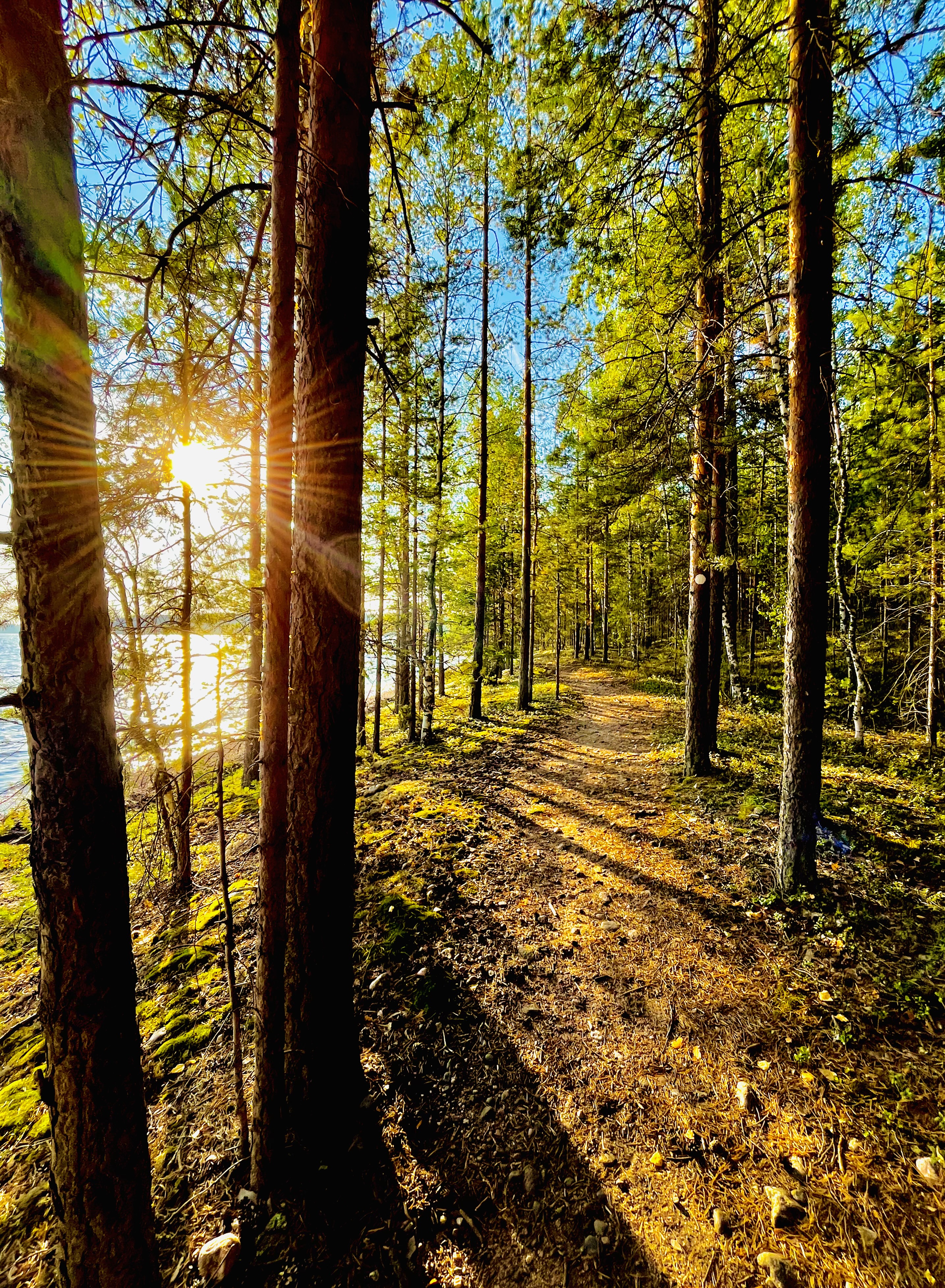 Polku syksyisessä metsässä. Aurinko kajastaa puiden välistä.
